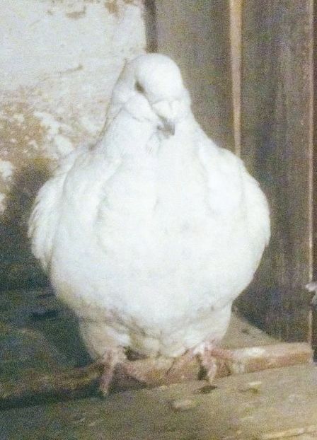  - - A - CRESCATOR POLIVALENT