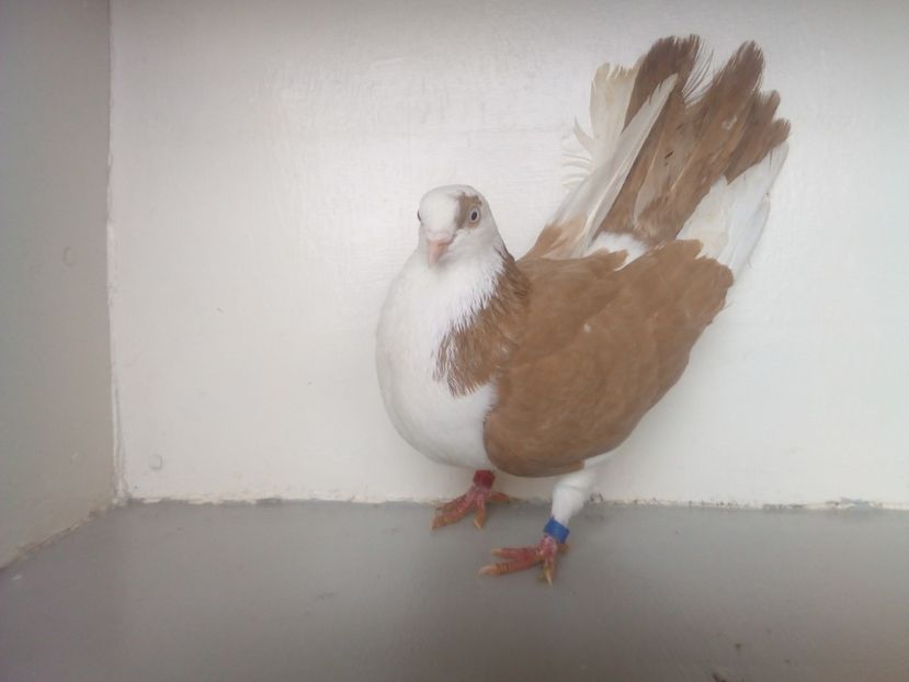  - PORUMBEI CARE MI AU APARTINUT