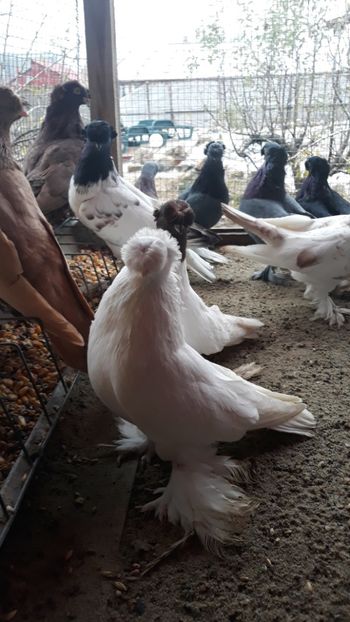  - JDB-unicolori ALBI