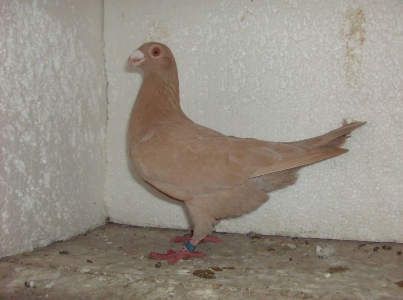  - Lot 2019