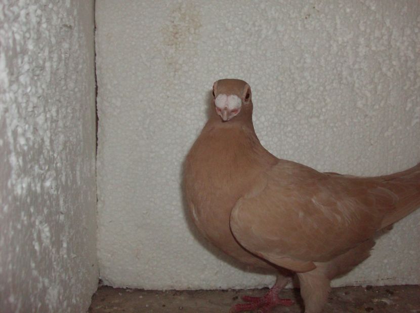  - Lot 2019