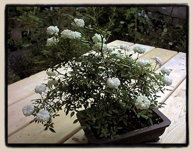 cinderella1a - CINDERELLA