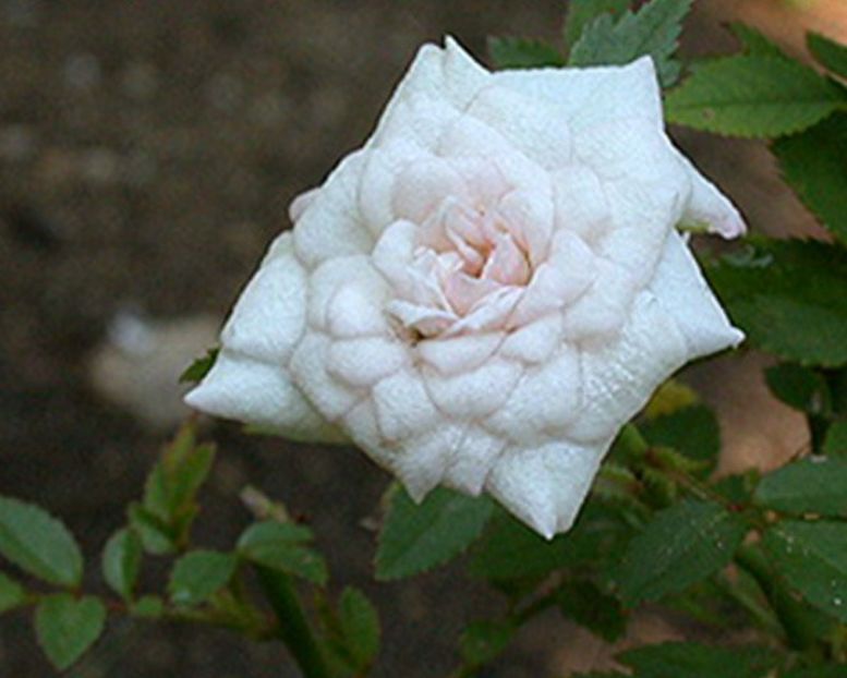Micro Miniature Rose Cinderella - 9 - CINDERELLA