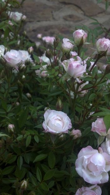 Miniature Cinderella rose, crazy bloomer! - CINDERELLA