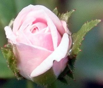 rosa cinderella - CINDERELLA