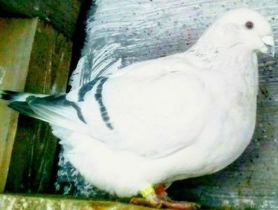 111589501_BZFZKFI3 - - A - CRESCATOR POLIVALENT