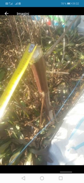 Screenshot_20190129-093232 - BUTASI MURE