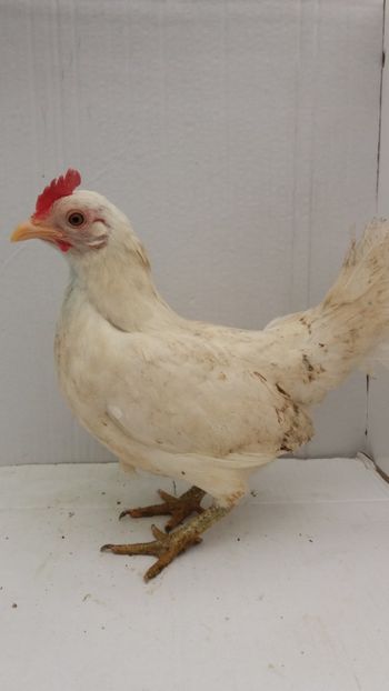 vanduta - De vanzare gainuse mi de flori