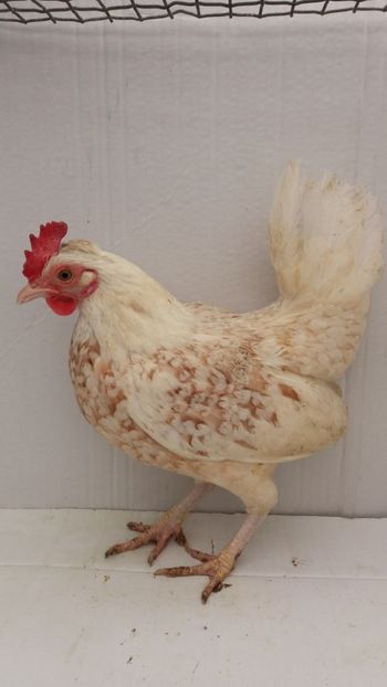 vanduta - De vanzare gainuse mi de flori