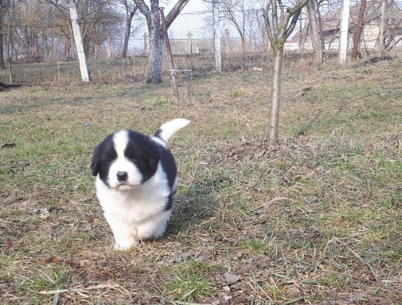 M.micutul - Pui ciobănesc românesc de Bucovina de vânzare