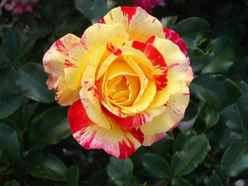 Rosier-Camille-Pissarro - CAMILLE PISSARO