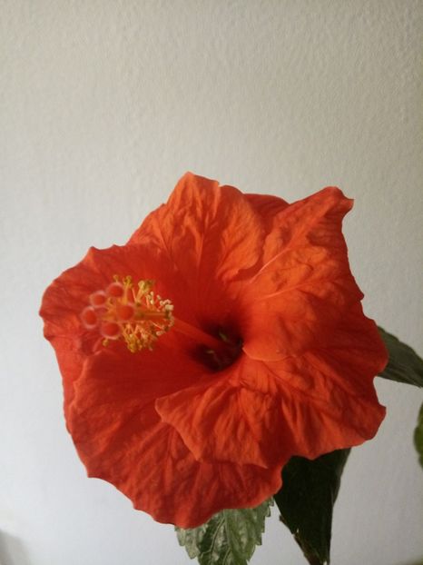  - HIBISCUSI - 2019_2021-2022-2023