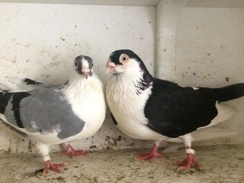  - 2-Perechi galateni 2019