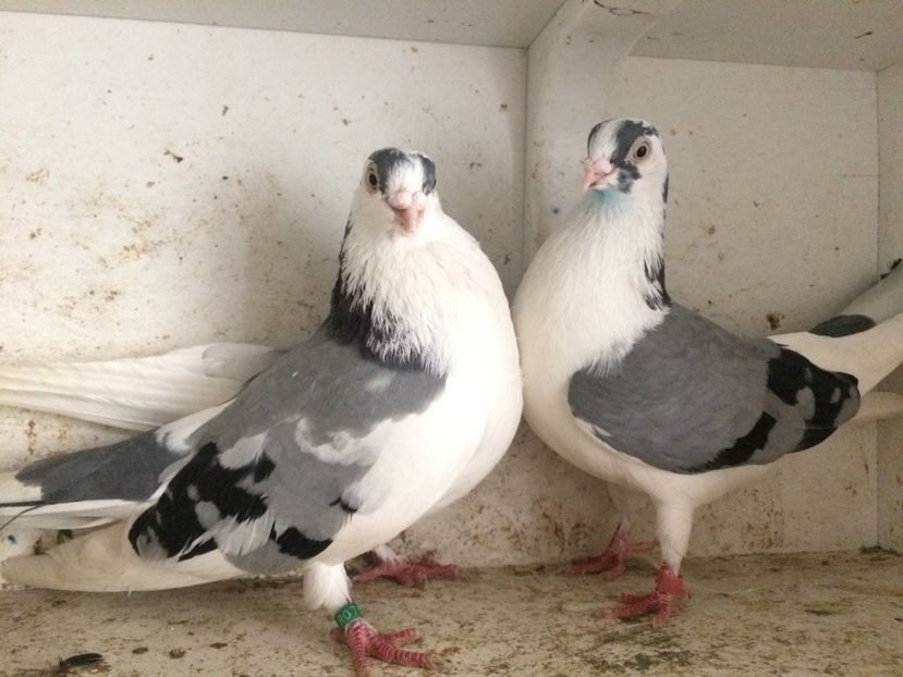 3 - 2-Perechi galateni 2019