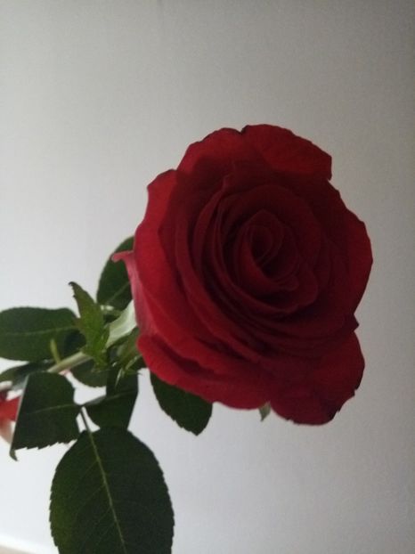  - Flori de Gradina Primavara -Vara 2019