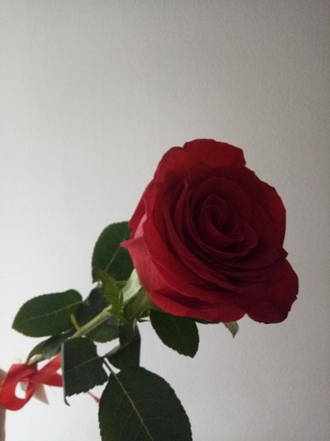  - Flori de Gradina Primavara -Vara 2019