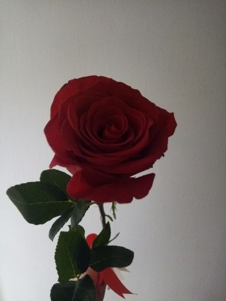  - Flori de Gradina Primavara -Vara 2019