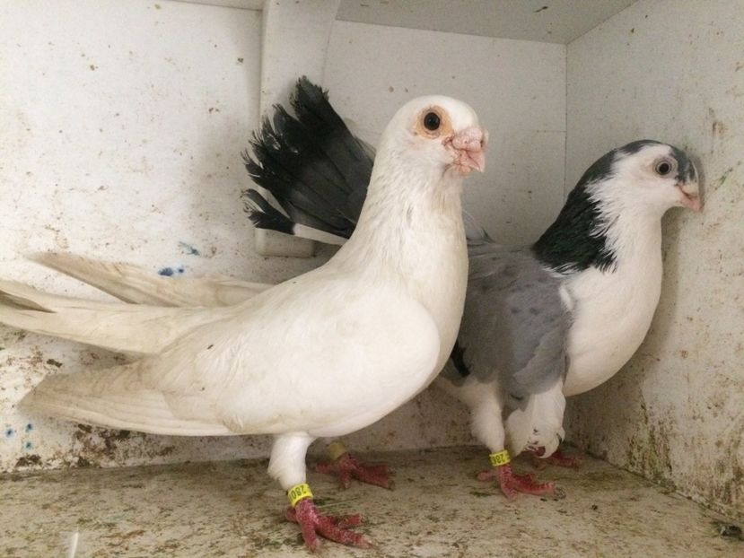  - 2-Perechi galateni 2019