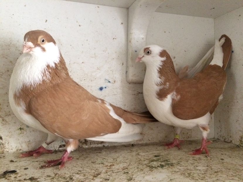 7 - 2-Perechi galateni 2019