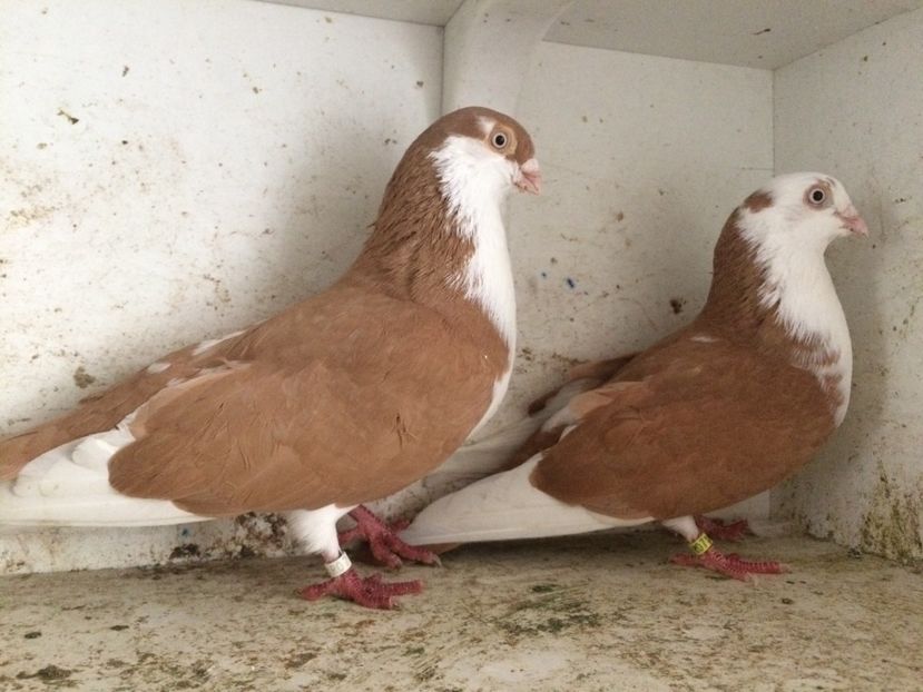  - 2-Perechi galateni 2019