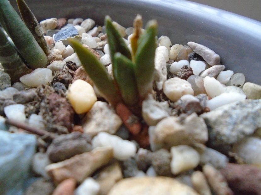 Ariocarpus bravoanus - Cactusi 2018 final de an