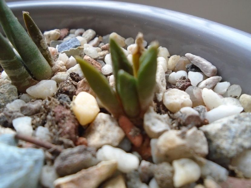 Ariocarpus bravoanus - Cactusi 2018 final de an