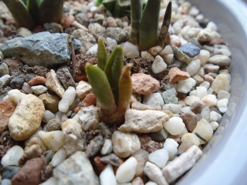 Ariocarpus bravoanus - Cactusi 2018 final de an