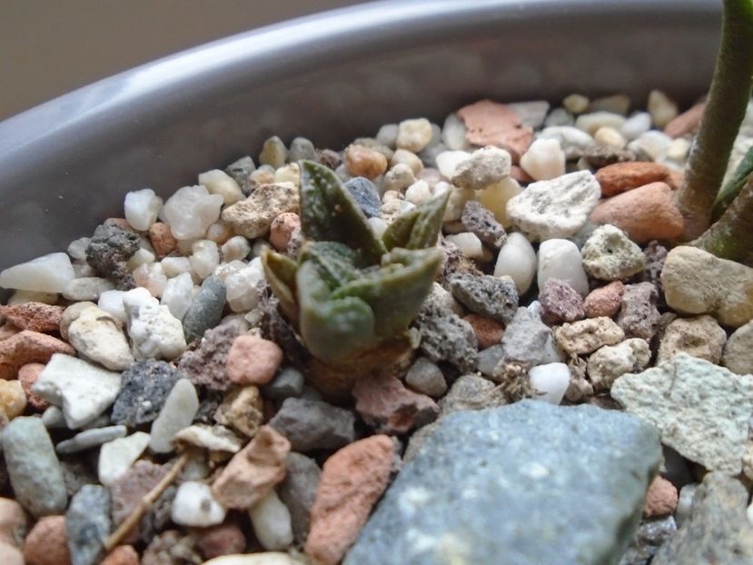 Ariocarpus fissuratus - Cactusi 2018 final de an