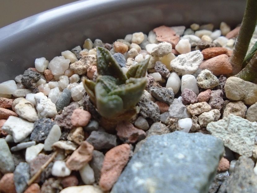 Ariocarpus fissuratus - Cactusi 2018 final de an