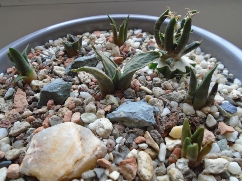 Grup de 7 Ariocarpus - Cactusi 2018 final de an