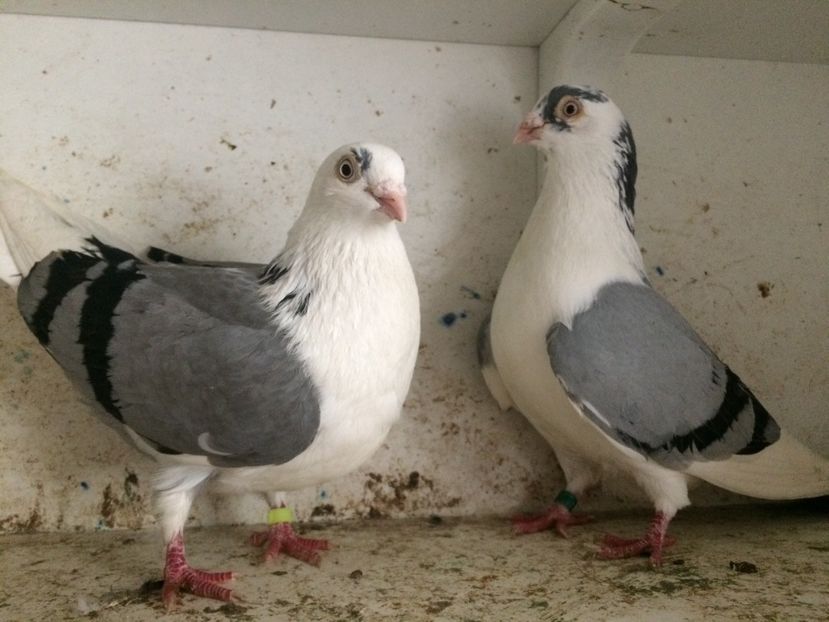 8 - 2-Perechi galateni 2019