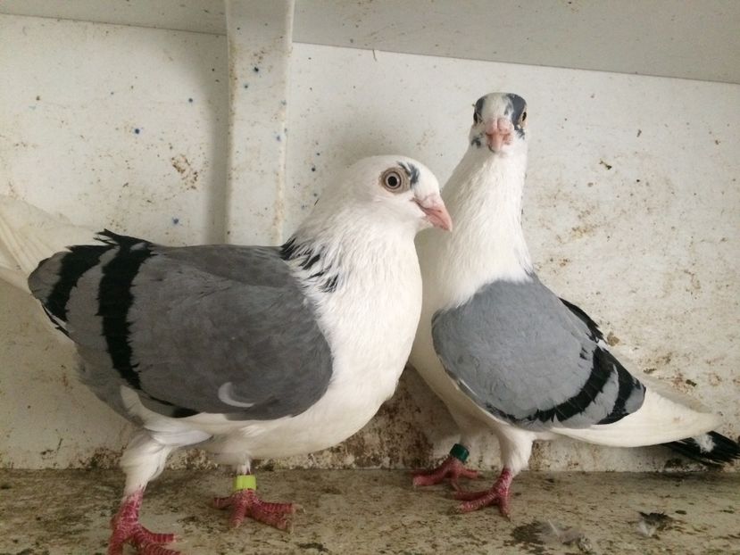  - 2-Perechi galateni 2019