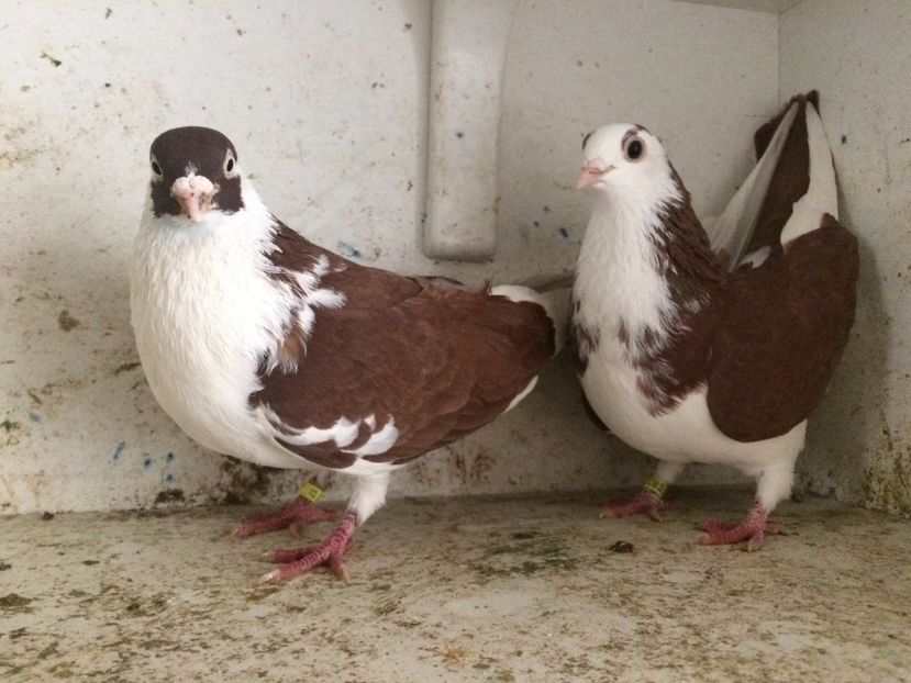 9 - 2-Perechi galateni 2019