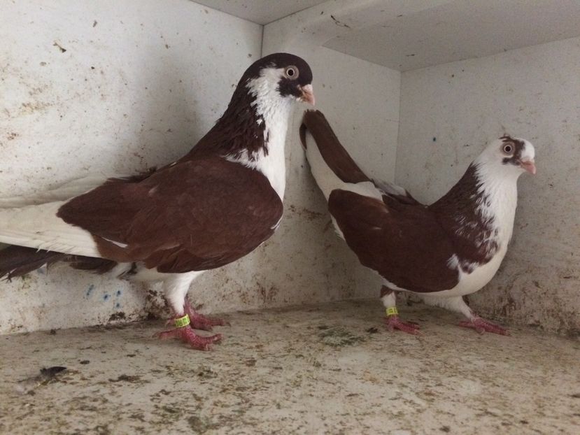  - 2-Perechi galateni 2019