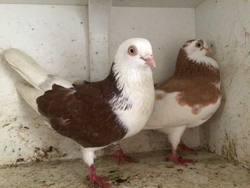 11 - 2-Perechi galateni 2019