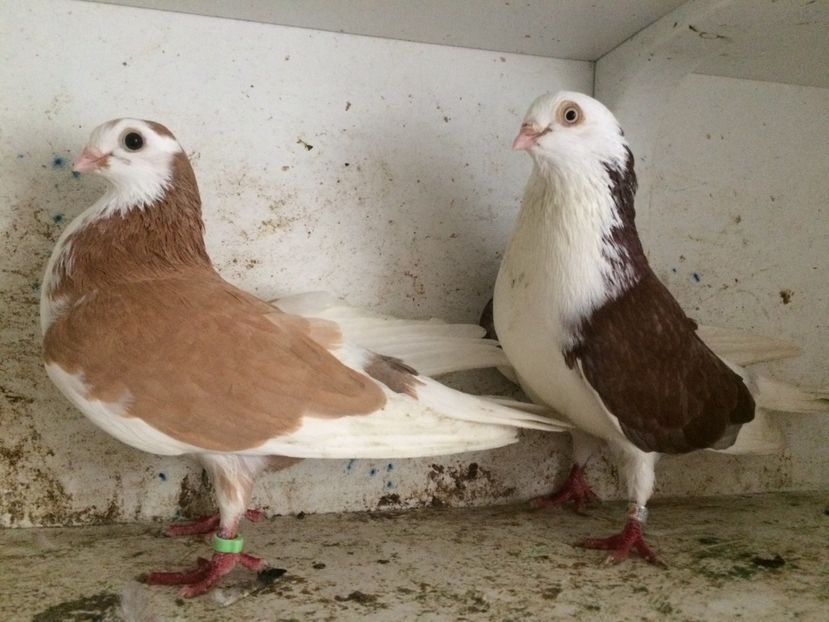  - 2-Perechi galateni 2019