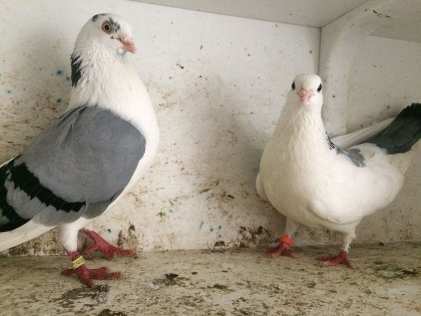 12 - 2-Perechi galateni 2019