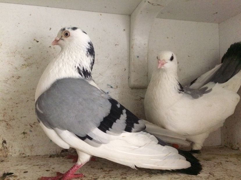  - 2-Perechi galateni 2019