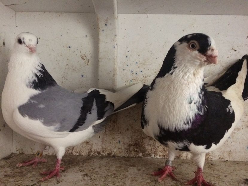 13 - 2-Perechi galateni 2019