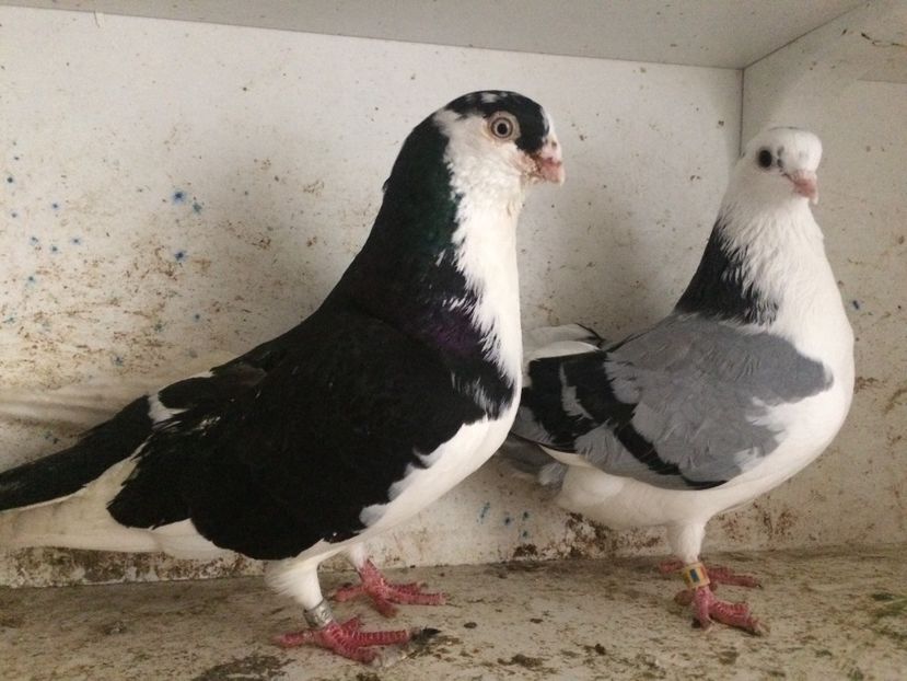  - 2-Perechi galateni 2019