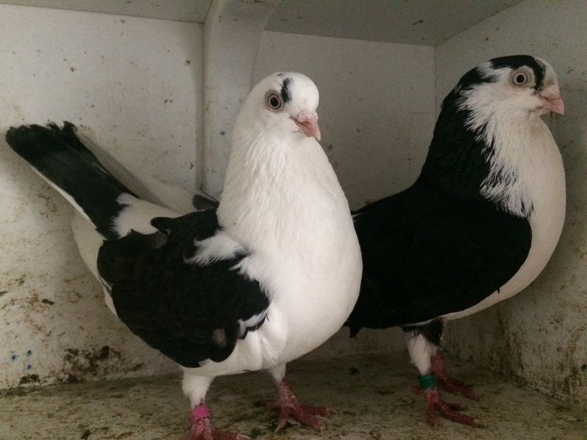 14 - 2-Perechi galateni 2019