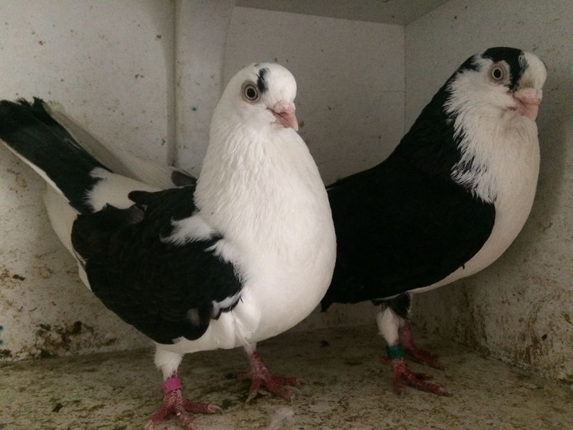  - 2-Perechi galateni 2019