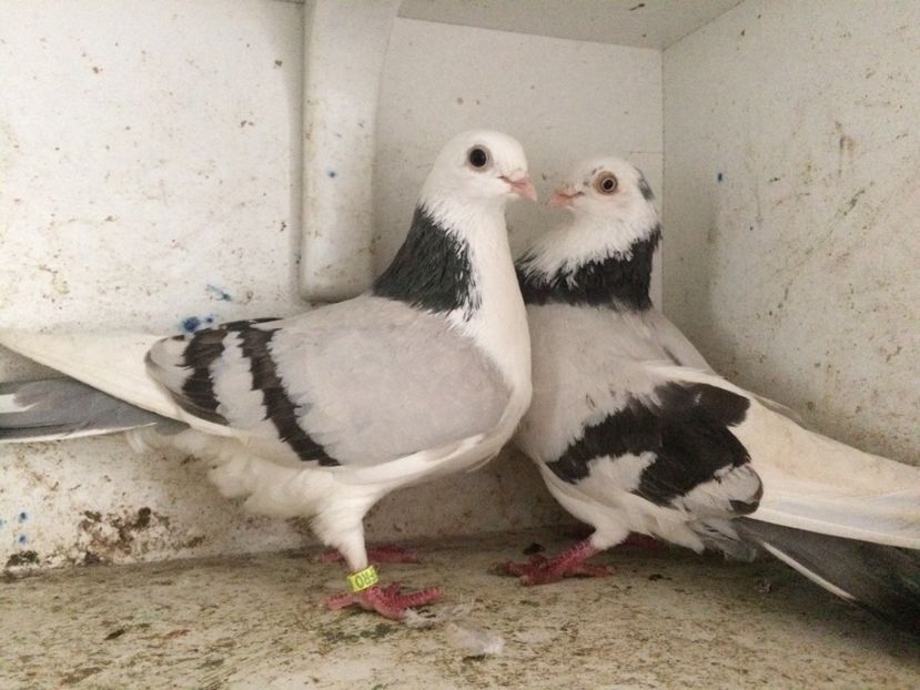 15 - 2-Perechi galateni 2019