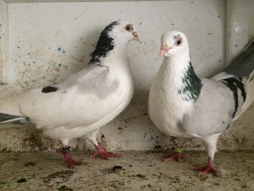  - 2-Perechi galateni 2019