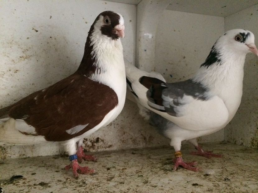 16 - 2-Perechi galateni 2019