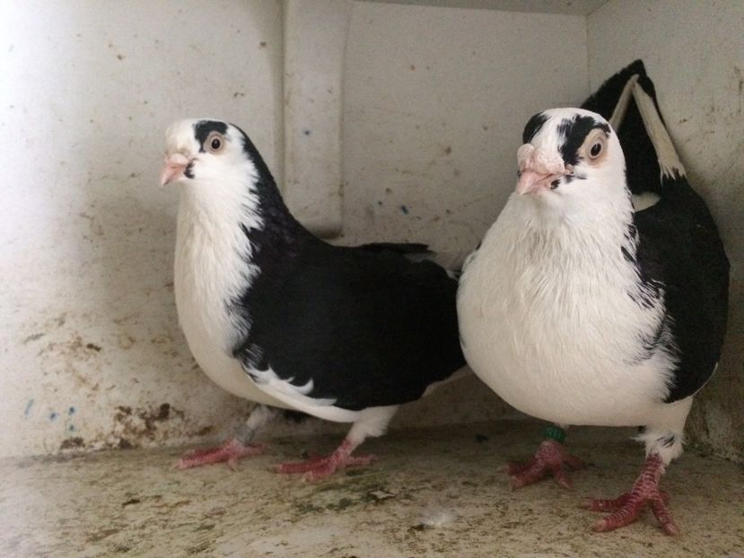 17 - 2-Perechi galateni 2019