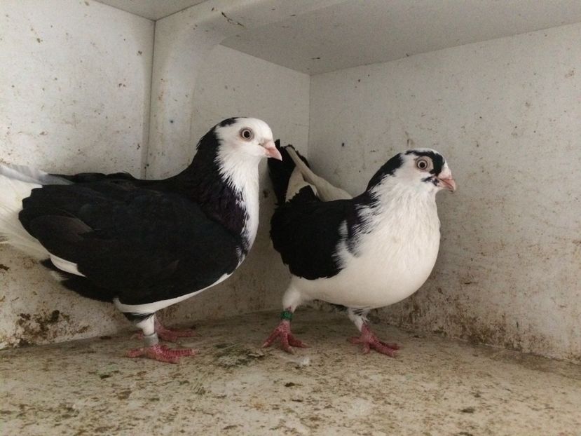  - 2-Perechi galateni 2019