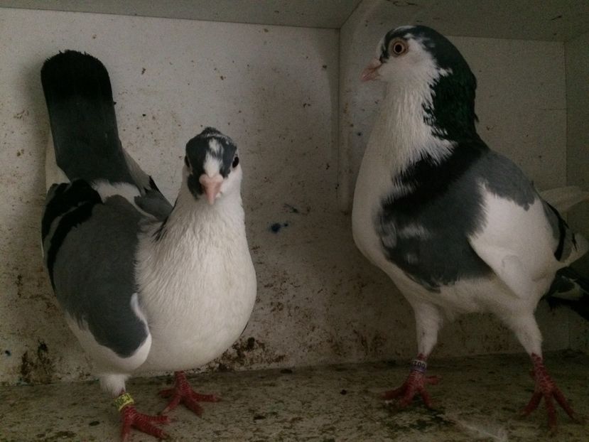 18 - 2-Perechi galateni 2019