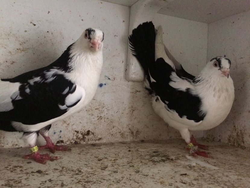 19 - 2-Perechi galateni 2019