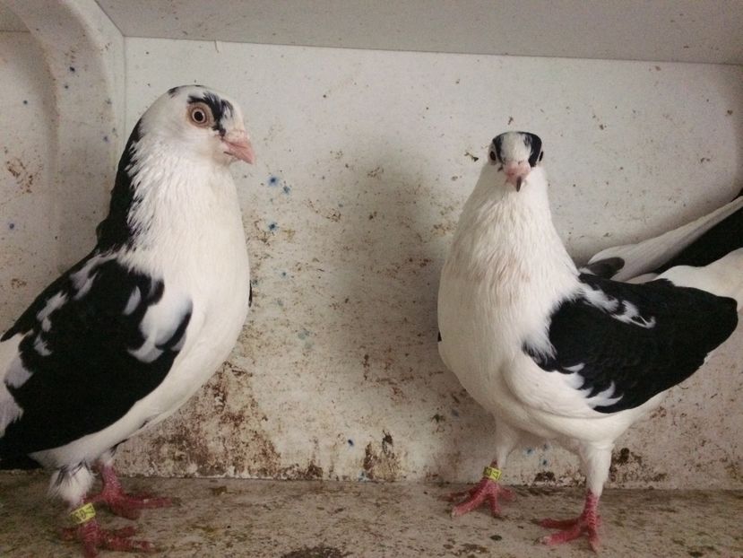  - 2-Perechi galateni 2019